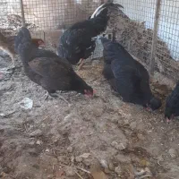 خروس مرغ تخم کن یک سال