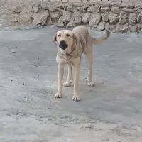 سلام واگذاری سه توله|سگ|گهواره, |دیوار