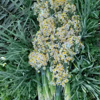 پخش گل درجه نرگس یک یلدایی با قیمت عمده