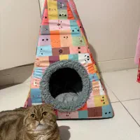 جا خواب گربه