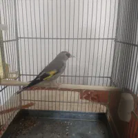 سهره کرمونی دورگه کهنه 3 ساله