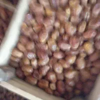 خرمای درجی یک