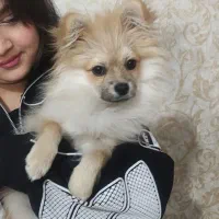 سگ پامر روباهی