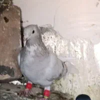 کبوتر|پرنده|کوار, |دیوار