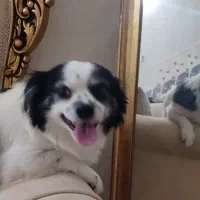 واگزاری هانا|سگ|قم, بکایی|دیوار