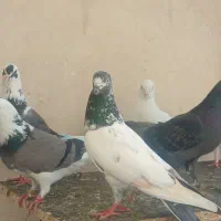 کفتر پرشی
