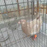 کبوتر دم سفید و اصفهانی و دورگ سرور|پرنده|فولادشهر, مسکن مهر فولادشهر|دیوار