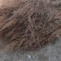 جارو شهر داری