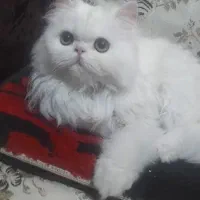 پرشین بریتیش بچه گربه