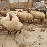 گوسفند وشیشک وبز وتی بز چاق کشتاری روغنی|حیوانات مزرعه|خرم‌آباد, |دیوار