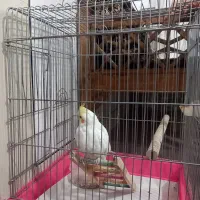 عروس هلندی|پرنده|دورود, |دیوار