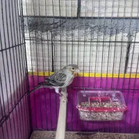 قناری ماده آماده