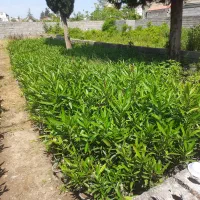 تولیدوفروش گلهای تزیینی