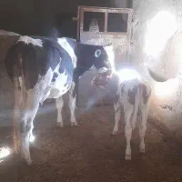 گاو هلشتاین گوساله سمیینال، ،شکم اول