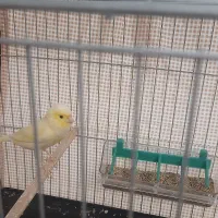 ماده قناری موزاییکی خوشرنگ آماده