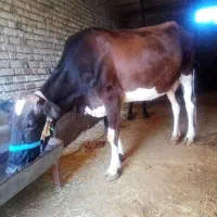 گاو|حیوانات مزرعه|روانسر, |دیوار
