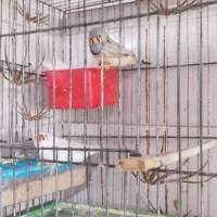 جفت فنج سوپر کینگ|پرنده|مرودشت, ابوذر شمالی‎|دیوار