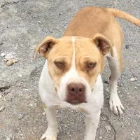 پیت بول وارداتی اصیل