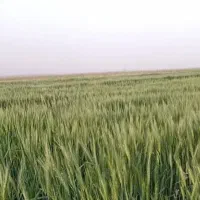 اجاره زمین کشاورزی