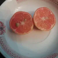 فروش نهال لیمو ترش پیوندی|گل و گیاه طبیعی|ساری, |دیوار