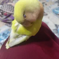 کتوله دستی اروم با هوش و شیطون|پرنده|نیشابور, شهرک قدس|دیوار