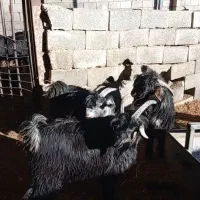 4عدد بزغاله شهرکردی نر فروشی چاق