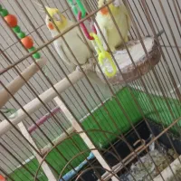 یک جفت عروس هلندی با تمام وسایل