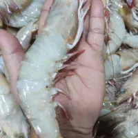 فروش ماهی و میگو تازه ارسال سریع تسویه درب منزل