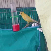 قناری نر|پرنده|کنگاور, |دیوار