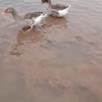 غاز ماده محلی