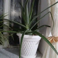 گل الوراع اصل گیاهی باگل گندمی