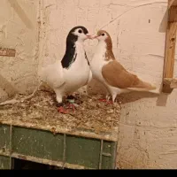 جفت چپ و خال