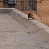 یجفت دم سفید زرد وسرخ خال مشکی|پرنده|پاکدشت, پاکدشت (مامازند)|دیوار