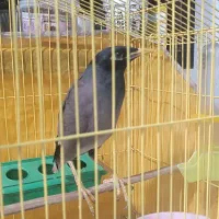 مرغ مینا اصل افغان چشم ستاریی