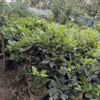 یاس هلندی وگل کاغذی