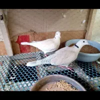 یک جفت کبوتر زینتی خارجی