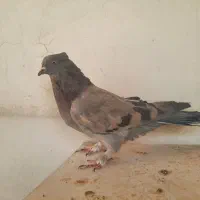 کبوتر اصفهانی، پر