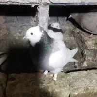 ۹ عدد کفتر|پرنده|سبزوار, مدرس|دیوار