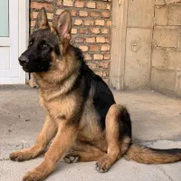 واگذاری سگ ژرمن