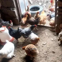 مرغ محلی تخمگذار