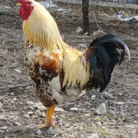 خروس