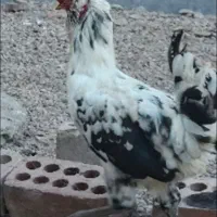 خروس محلی گلین پا سیاه