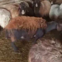 میش و بره|حیوانات مزرعه|شاهرود, |دیوار