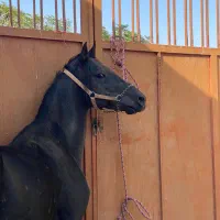 باشگاه سوارکاری سپینود (اسب)