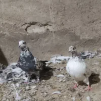 کفتر بلند گرد