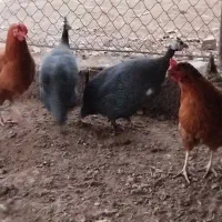 مرغ مصری|حیوانات مزرعه|خسروشاه, |دیوار