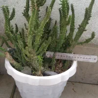 گل آپارتمانی گلدان ‌۶ عدد کاکتوس