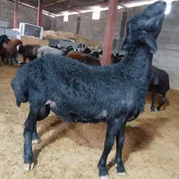 قزل افشار اصیل