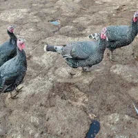 بوقلمون کرچ