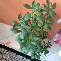 گل بزرگ چند بوته قیمت مناسب